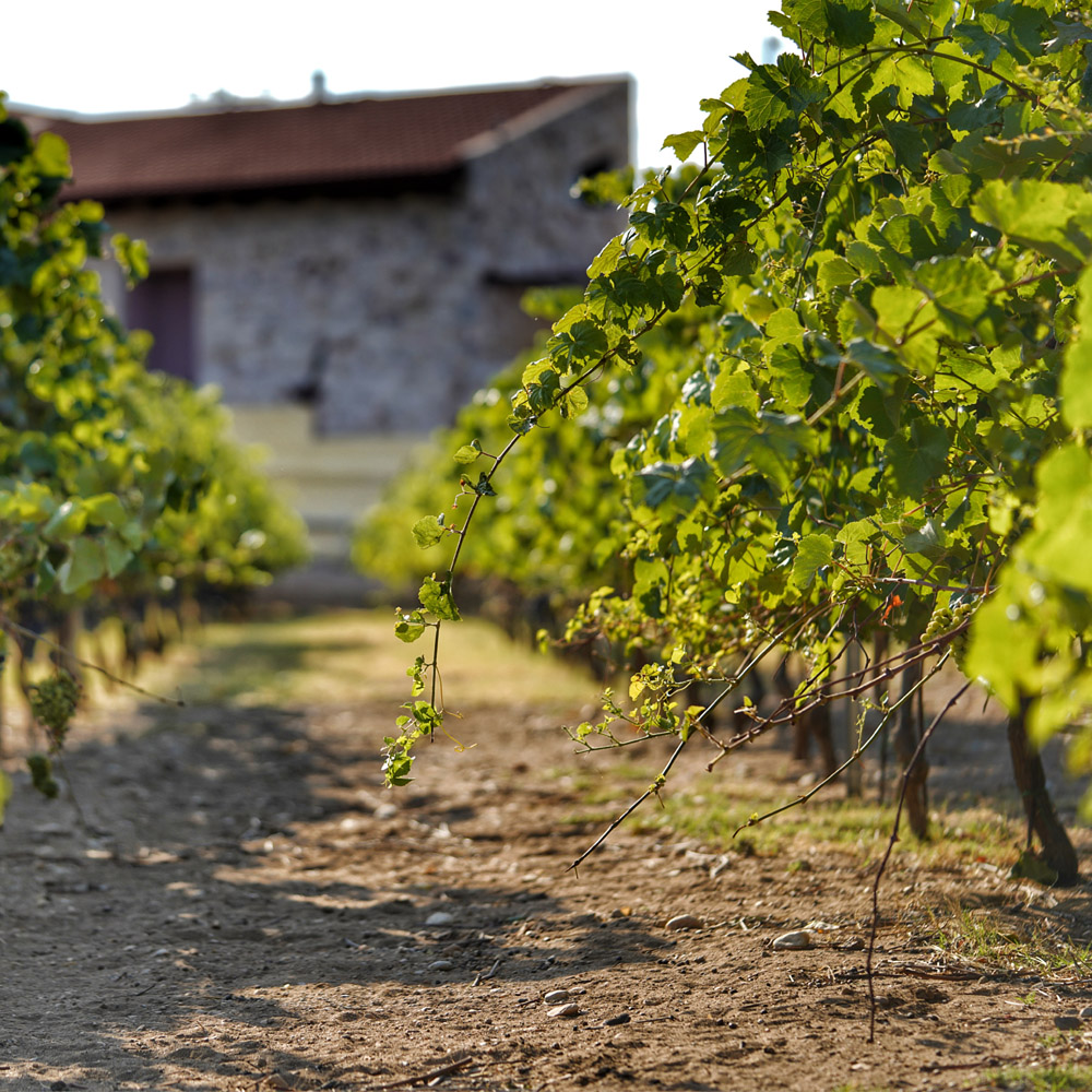 vineyard