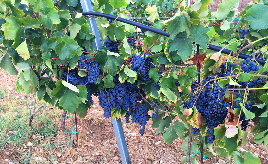 VINES