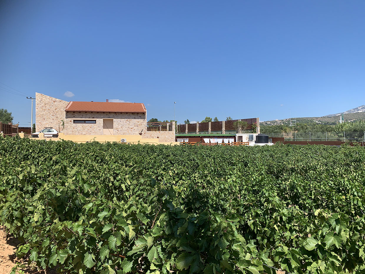 vineyard_1