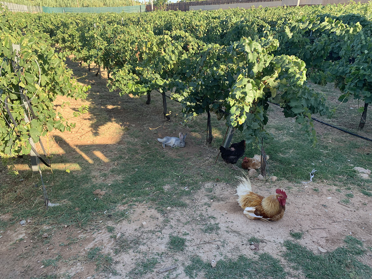 vineyard_2