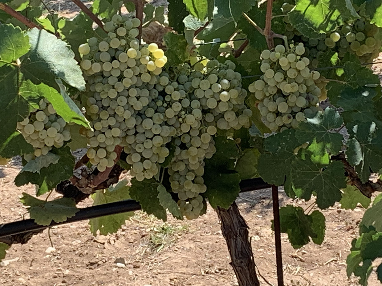 vineyard_3